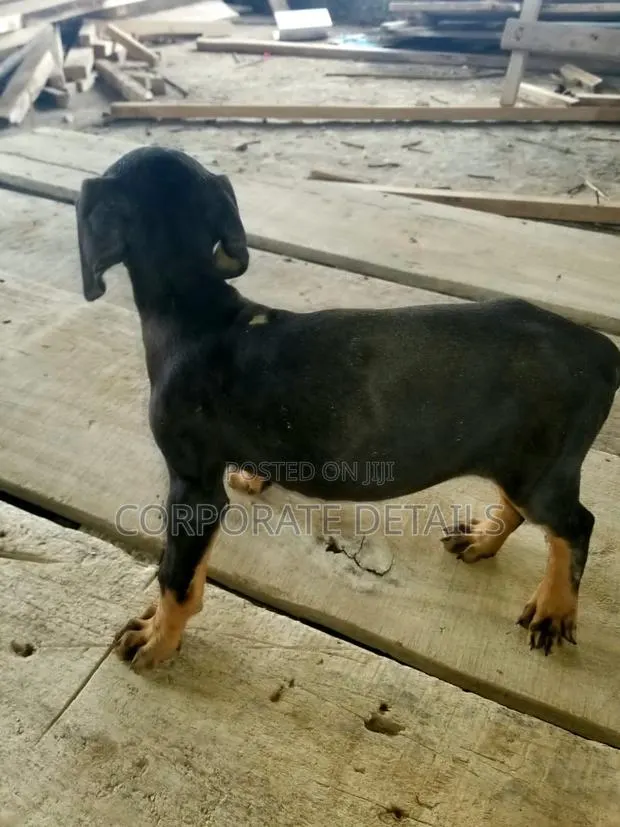 1-3 months Male Purebred Doberman Pinscher · Photo 1