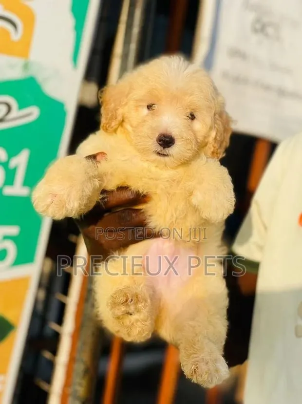 1-3 months Male Purebred Poodle · Photo 1