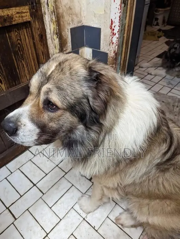1-3 months Male Purebred Caucasian Shepherd · Photo 1