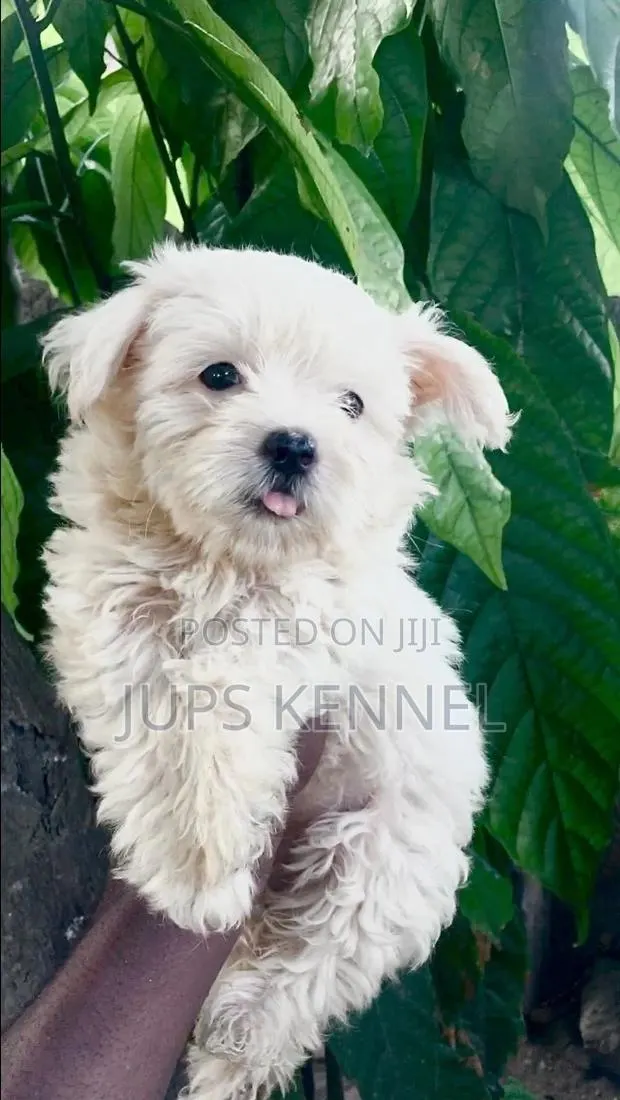 1-3 months Male Purebred Poodle · Photo 1