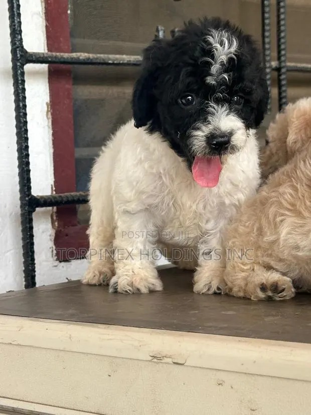 1-3 months Female Purebred Poodle · Photo 1