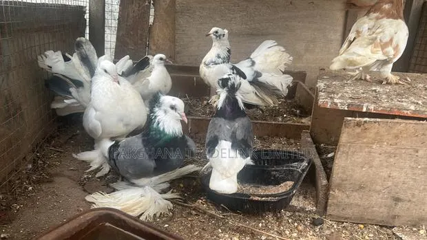 Indian Fantail and Lahore Pigeons · Photo 2