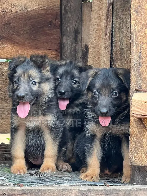 1-3 months Male Purebred German Shepherd · Photo 1