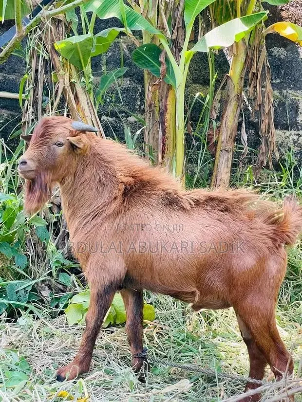 Goat Is for Sale · Photo 1