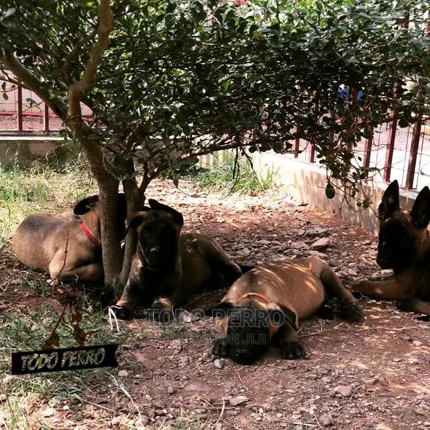 1-3 months Female Purebred Belgian Malinois · Photo 1