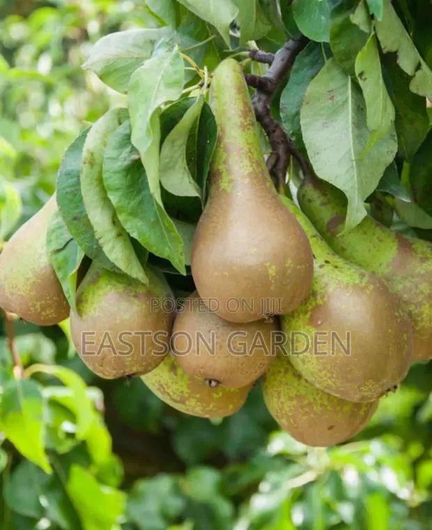 Apple Pear Seedlings · Photo 2