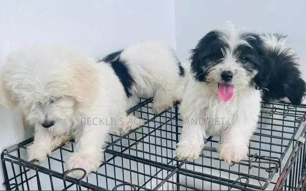 1-3 months Female Purebred Maltese · Photo 1