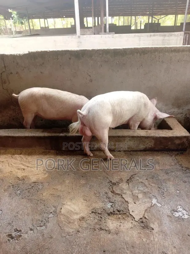 Healthy Fresh Pigs for Sale