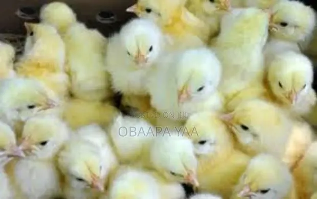 Day Old Broiler -25ghc · Photo 2