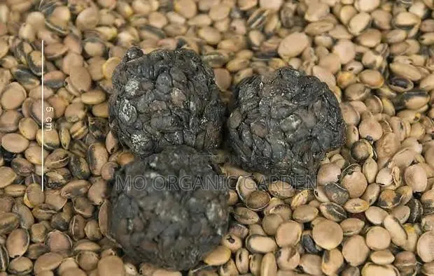 African Locust Bean (Dawadawa)Plant · Photo 2