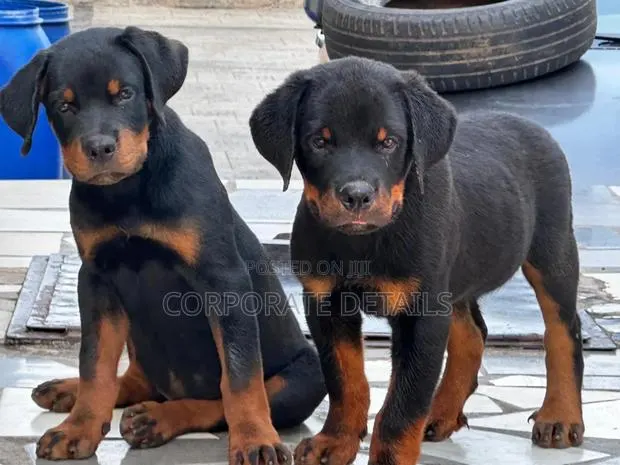 1-3 months Male Purebred Rottweiler · Photo 1