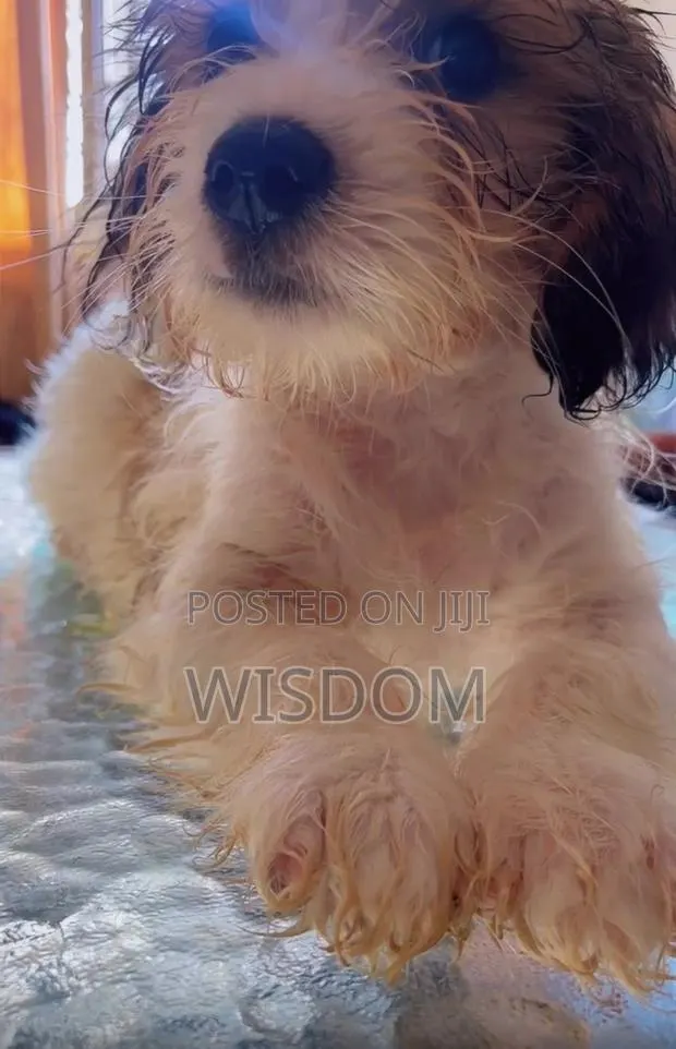 1-3 months Male Purebred Poodle · Photo 1