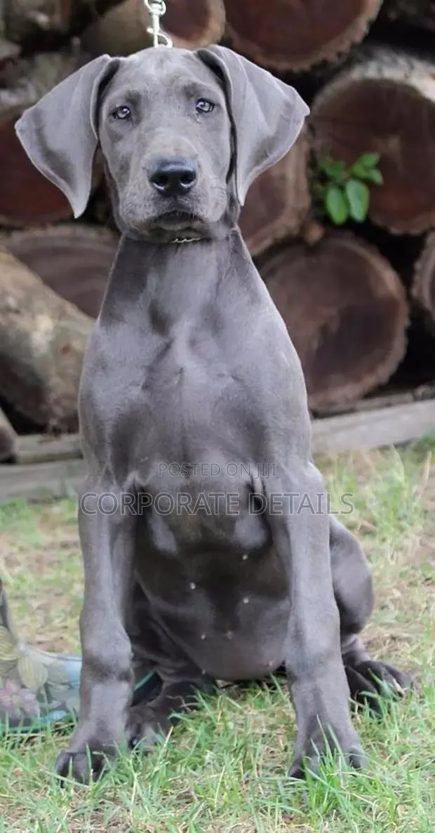 1-3 months Male Purebred Great Dane · Photo 1