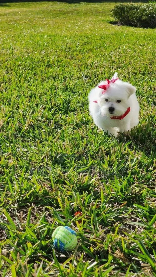 1-3 months Female Purebred Maltese · Photo 1