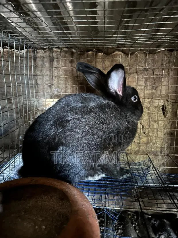 Rabbit for Breeding or Meat · Photo 2