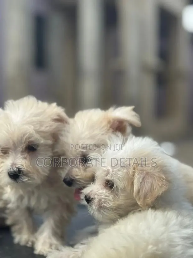 1-3 months Female Purebred Maltipoo · Photo 1