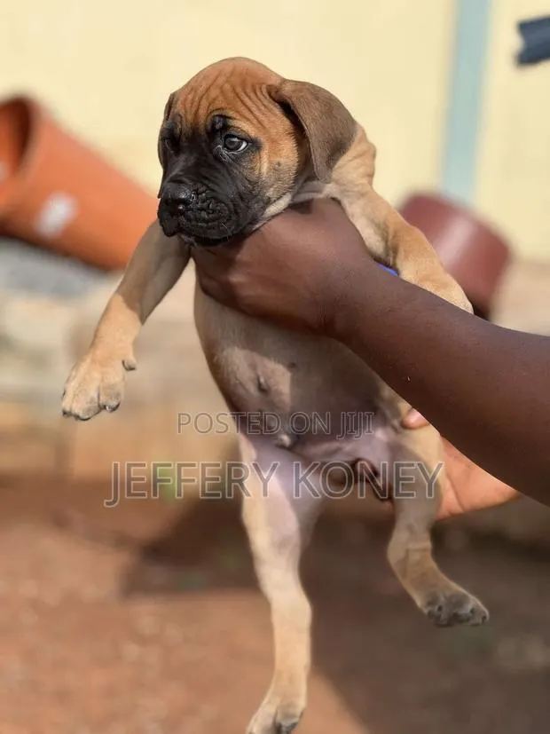 1-3 months Male Purebred Boerboel · Photo 1