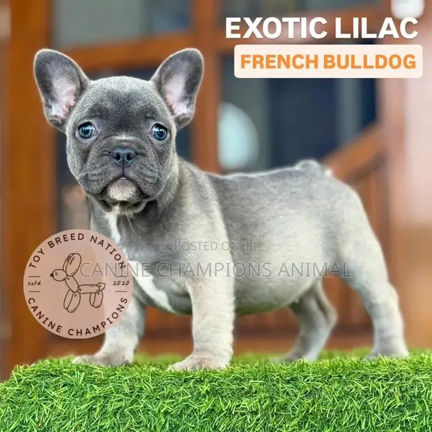 1-3 months Female Purebred French Bulldog · Photo 1