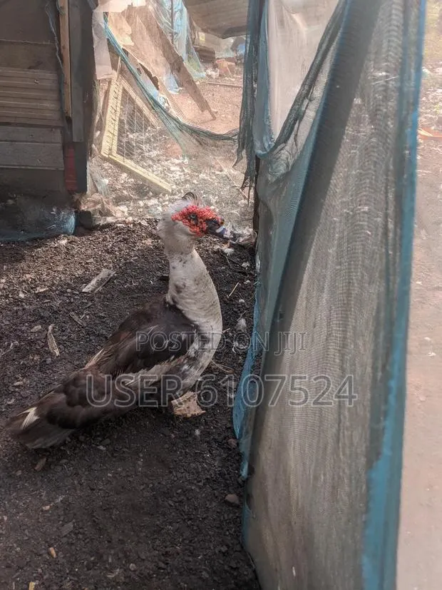 A Male Duck For Sale · Photo 1