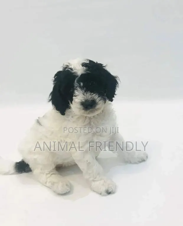 1-3 months Male Purebred Poodle · Photo 1