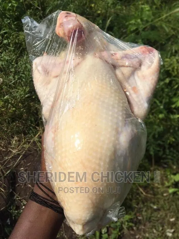Well Dressed Chicken , Layer And Broiler. · Photo 1