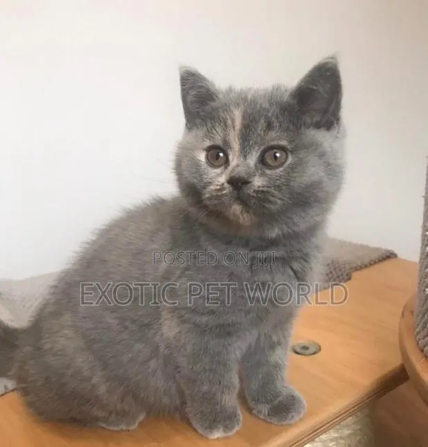 1-3 months Female Purebred British Shorthair · Photo 1