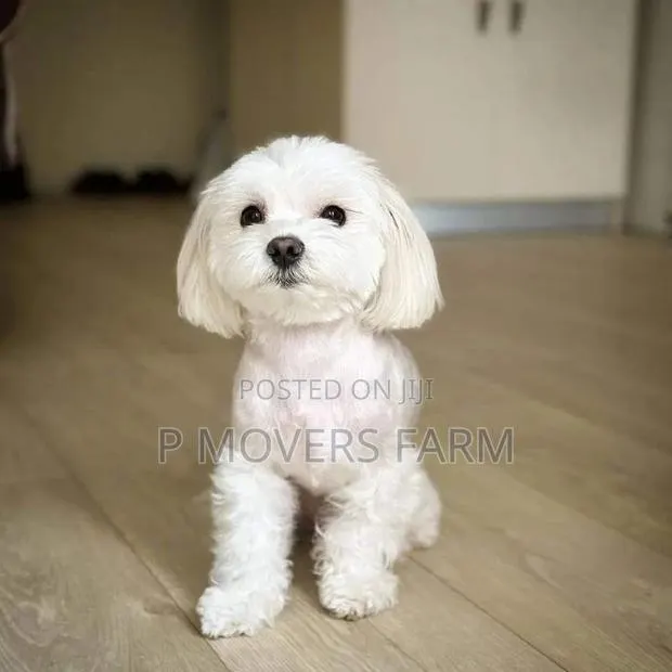 1-3 months Female Purebred Maltese · Photo 1