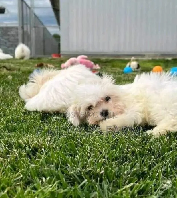 1-3 months Male Purebred Maltese · Photo 1