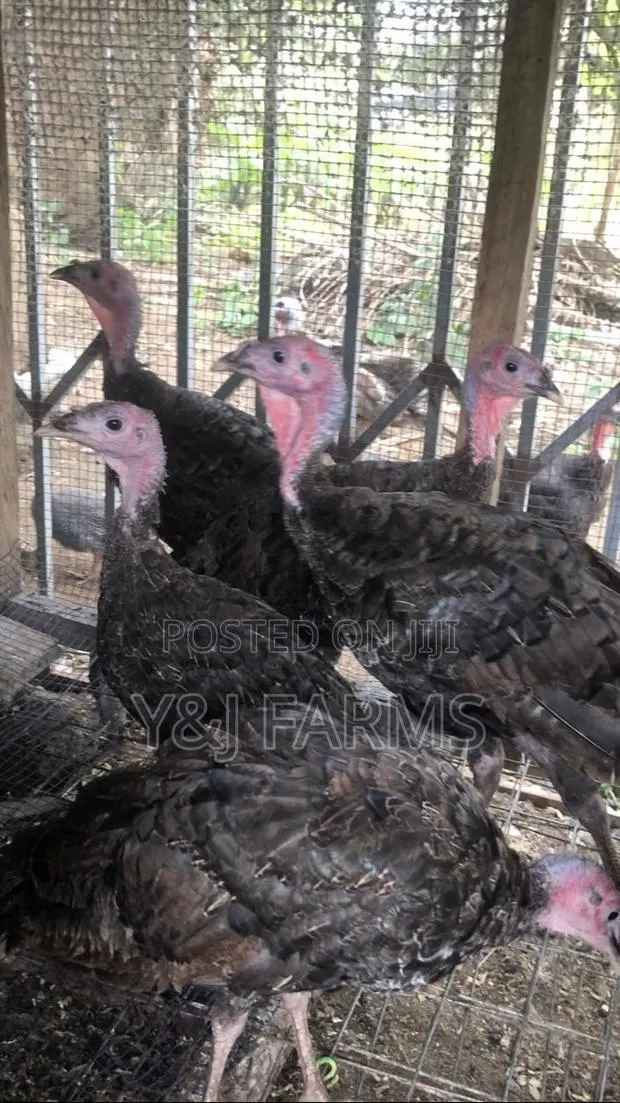 15 Weeks Healthy Turkey Poults · Photo 1