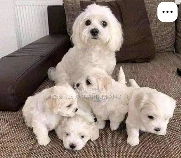 1-3 months Female Purebred Maltese · Photo 1