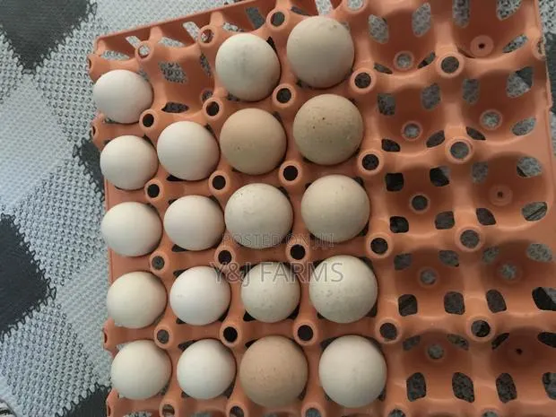 Pure Breed Brahma Fertile Eggs · Photo 1
