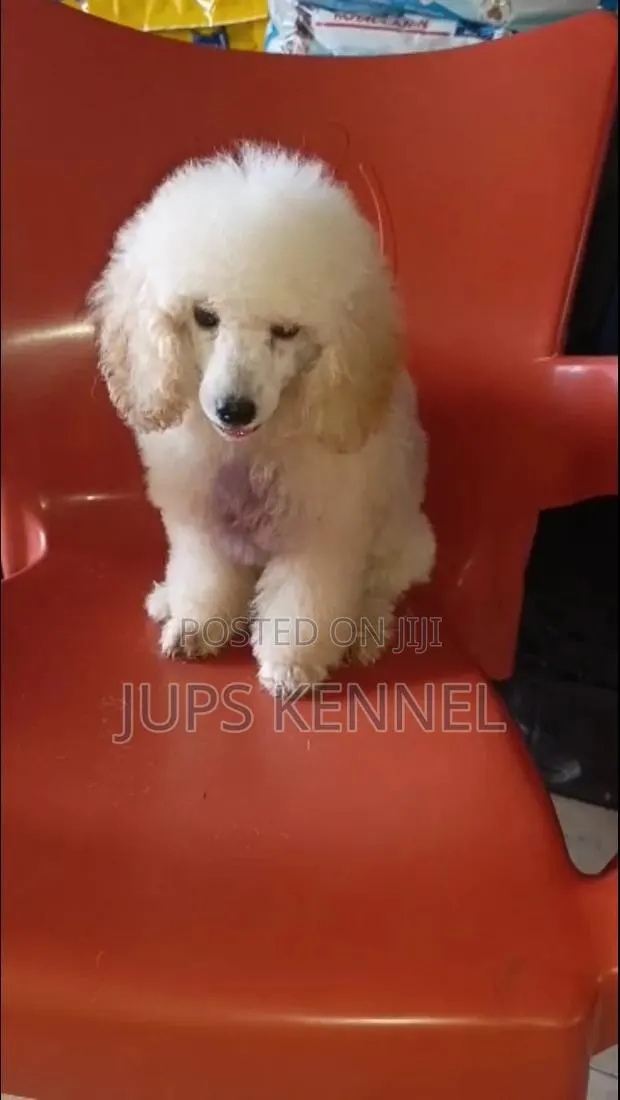 1-3 months Female Purebred Poodle · Photo 1
