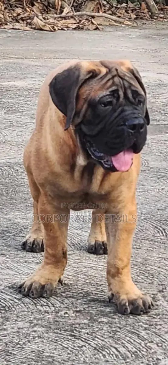 1-3 months Male Purebred Boerboel · Photo 1