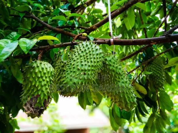 Exotic Soursop Seedlings · Photo 3