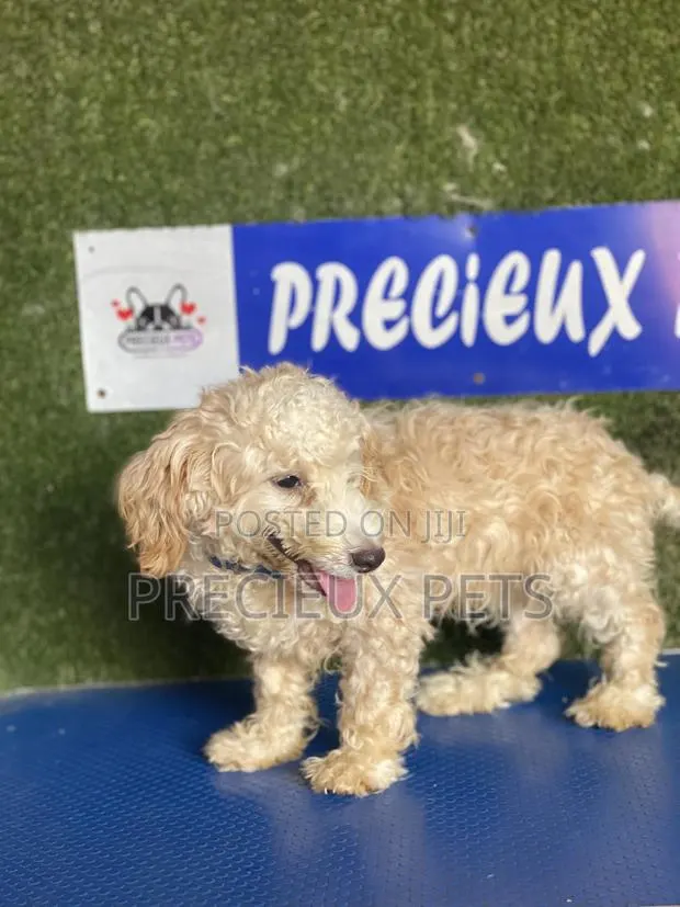 3-6 months Male Purebred Poodle · Photo 1