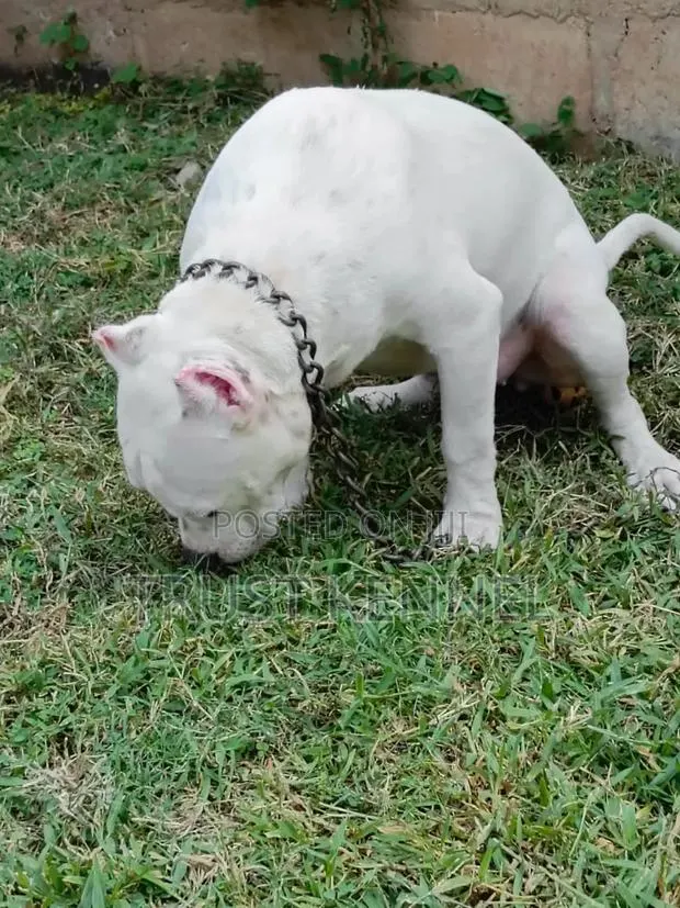 6-12 months Female Purebred American Bully · Photo 1