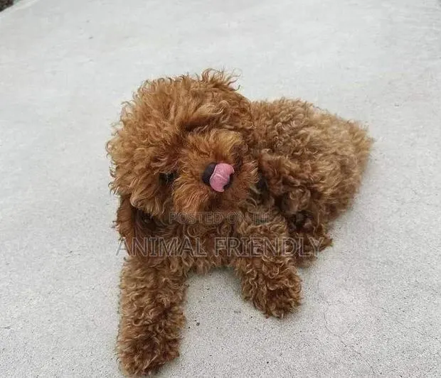1-3 months Male Purebred Poodle · Photo 1