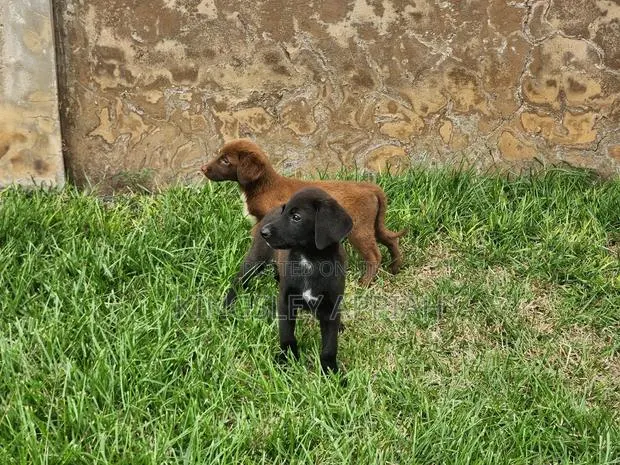 1-3 months Male Purebred Labrador Retriever · Photo 1