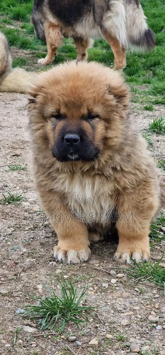 1-3 months Male Purebred Caucasian Shepherd · Photo 1