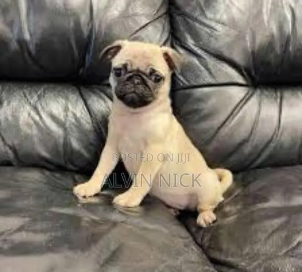 1-3 months Female Purebred French Bulldog · Photo 1