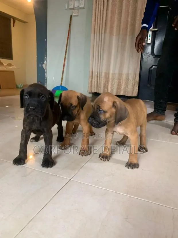 1-3 months Male Purebred Boerboel · Photo 1
