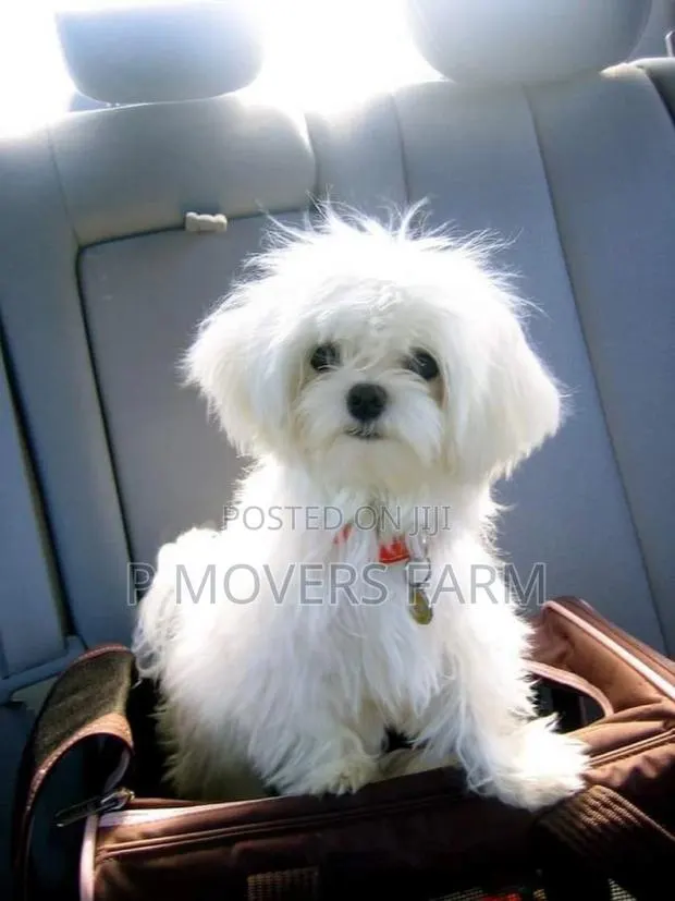 1-3 months Male Purebred Maltese · Photo 1