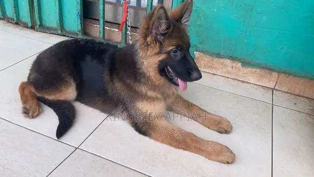 6-12 months Female Purebred German Shepherd · Photo 1