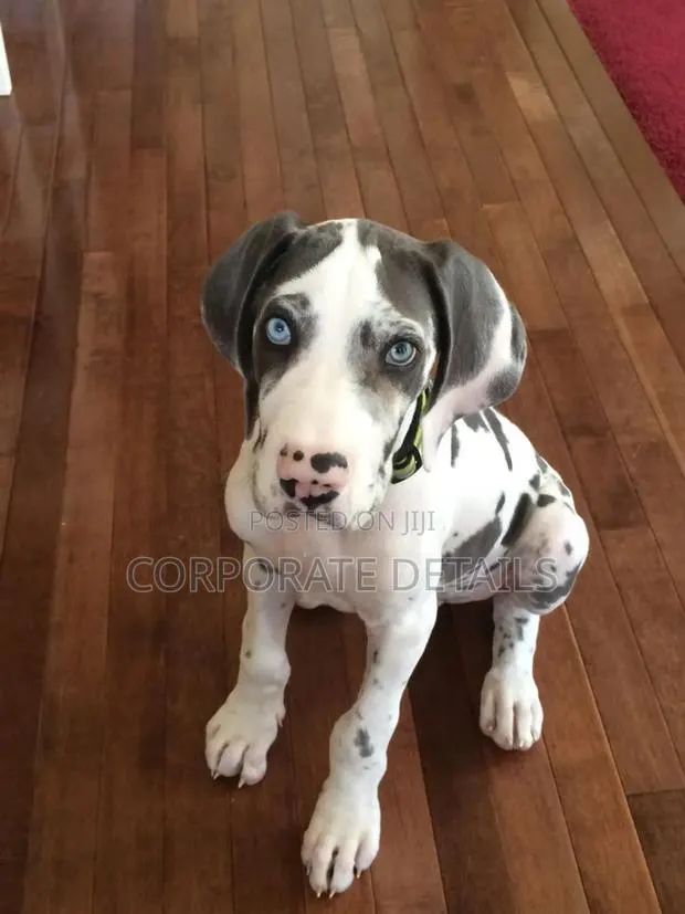 1-3 months Male Purebred Great Dane · Photo 1