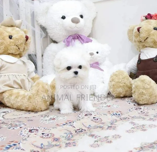 1-3 months Female Purebred Poodle · Photo 1