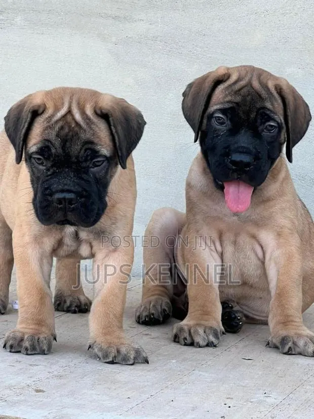 1-3 months Male Purebred Bullmastiff · Photo 1