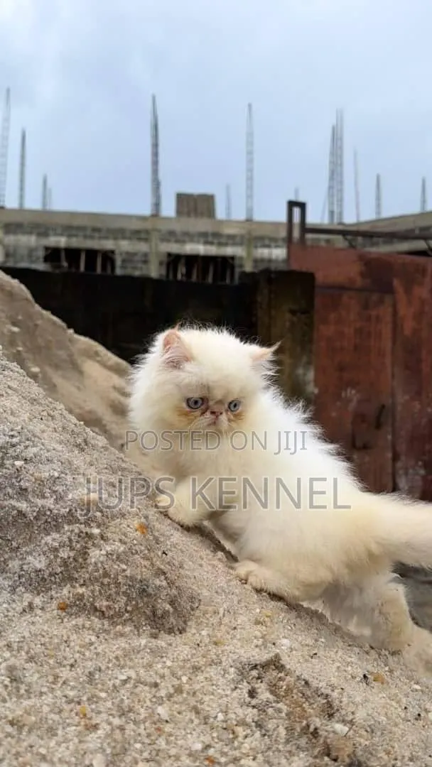 1-3 months Male Purebred Persian · Photo 1