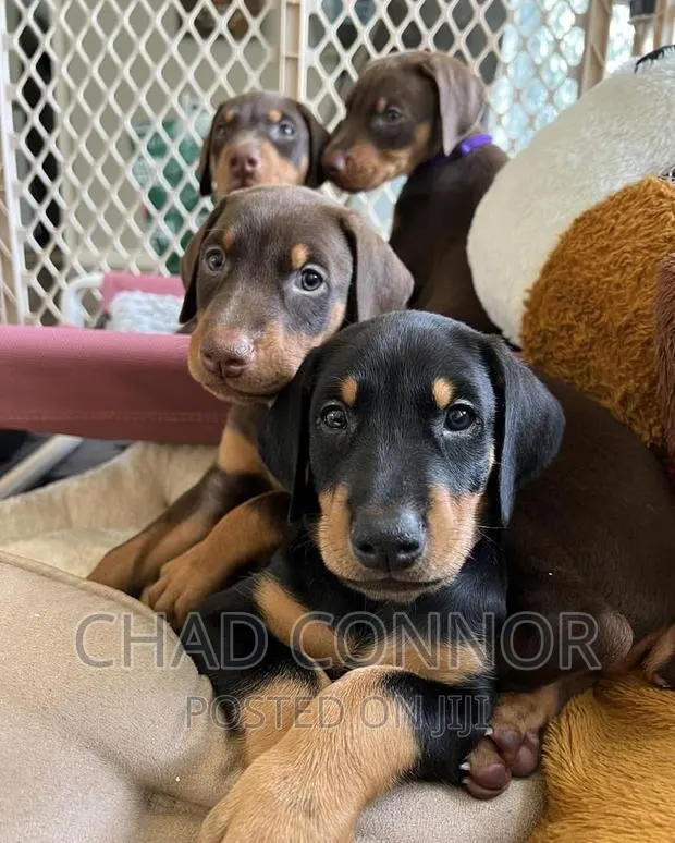 1-3 months Male Purebred Doberman Pinscher · Photo 1