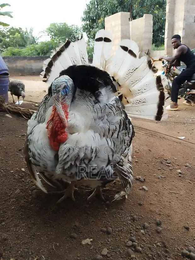 Zion Turkey Farms · Photo 1