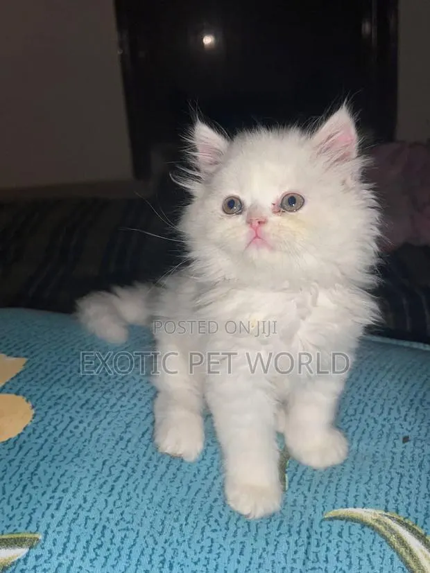 1-3 months Female Purebred Persian · Photo 1